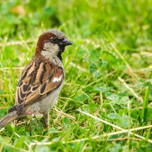 Redwell   07 06 2016   D3s (134 Of 136).jpg